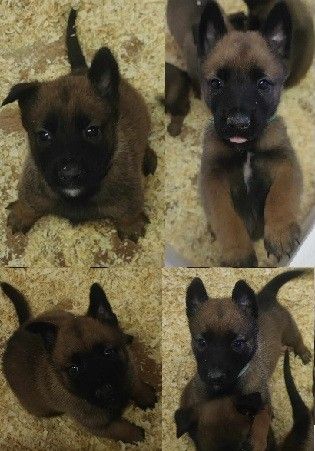 8 chiots nés le 20.03.2025 issus de N'zo/Stuka (6 mâles 2 femelles)