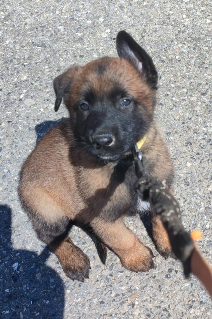 Des Bergers Des Sept Collines - Chiots disponibles - Berger Belge