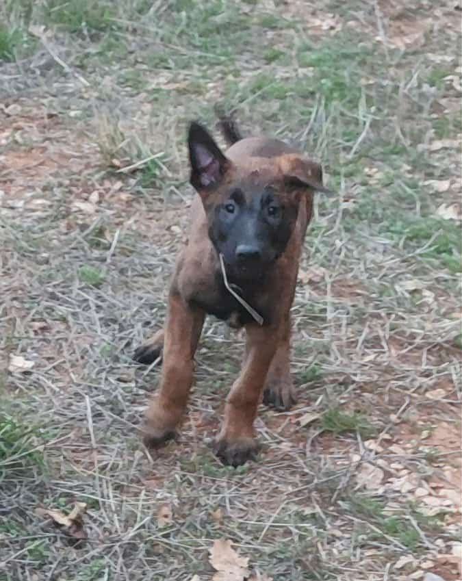 Des Bergers Des Sept Collines - Chiots disponibles - Berger Belge