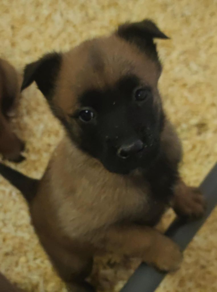 Des Bergers Des Sept Collines - Chiots disponibles - Berger Belge