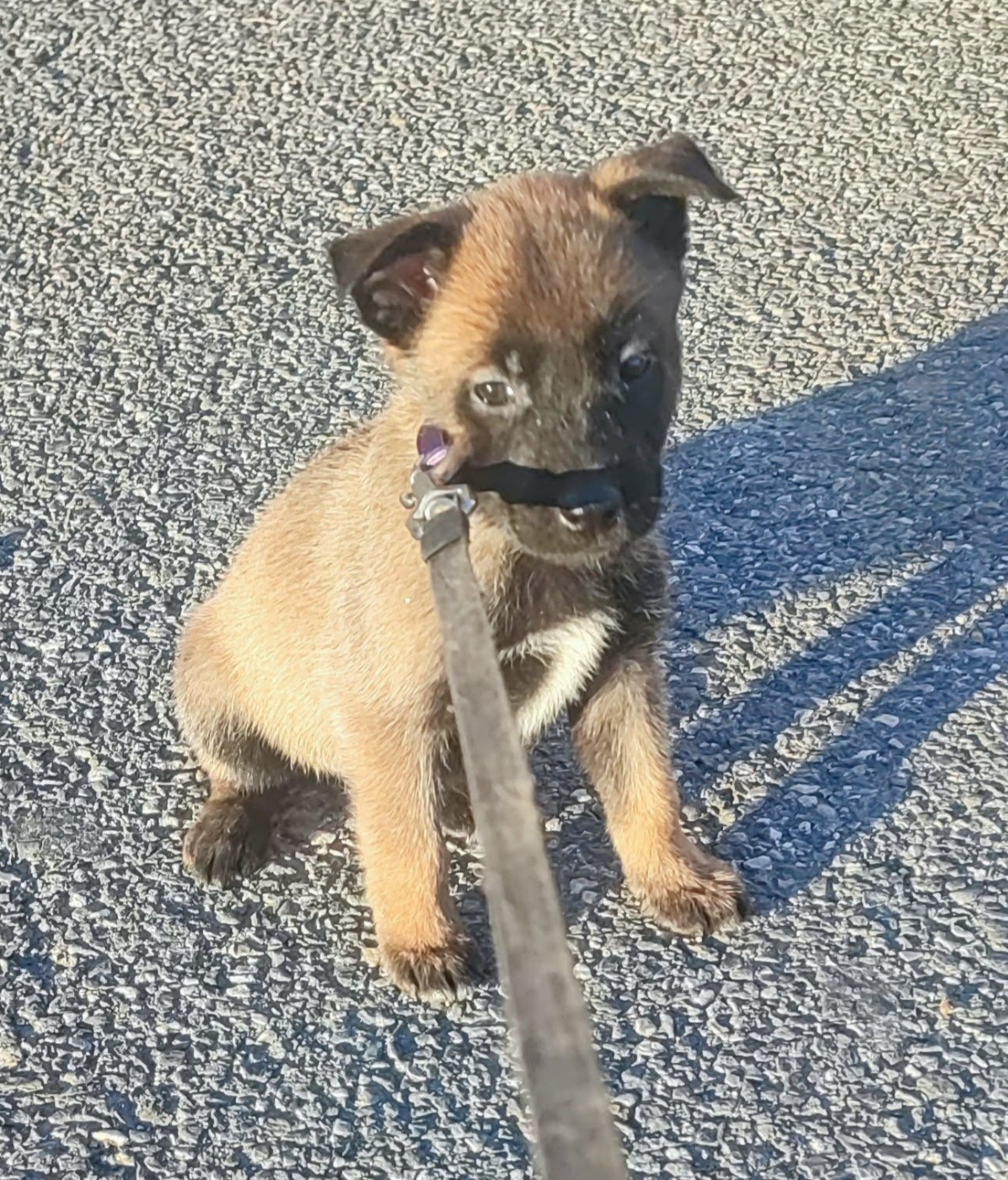 Des Bergers Des Sept Collines - Chiots disponibles - Berger Belge