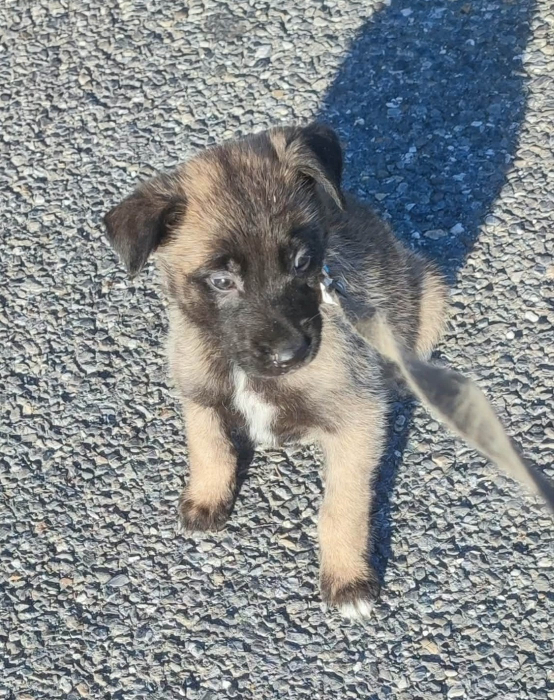 Des Bergers Des Sept Collines - Chiots disponibles - Berger Belge