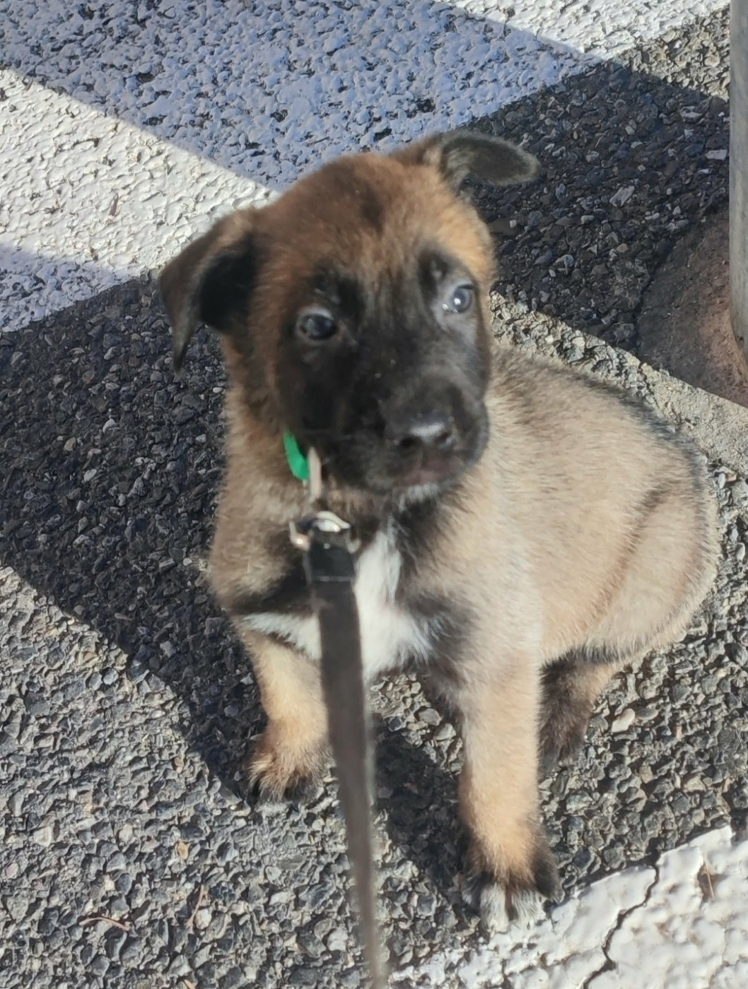 Des Bergers Des Sept Collines - Chiots disponibles - Berger Belge