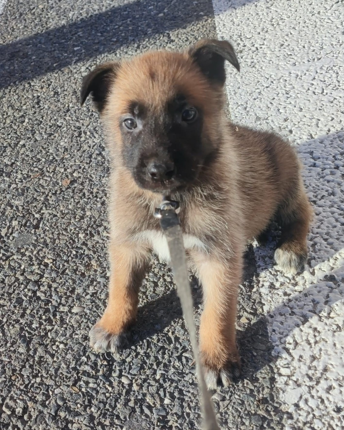 Des Bergers Des Sept Collines - Chiots disponibles - Berger Belge