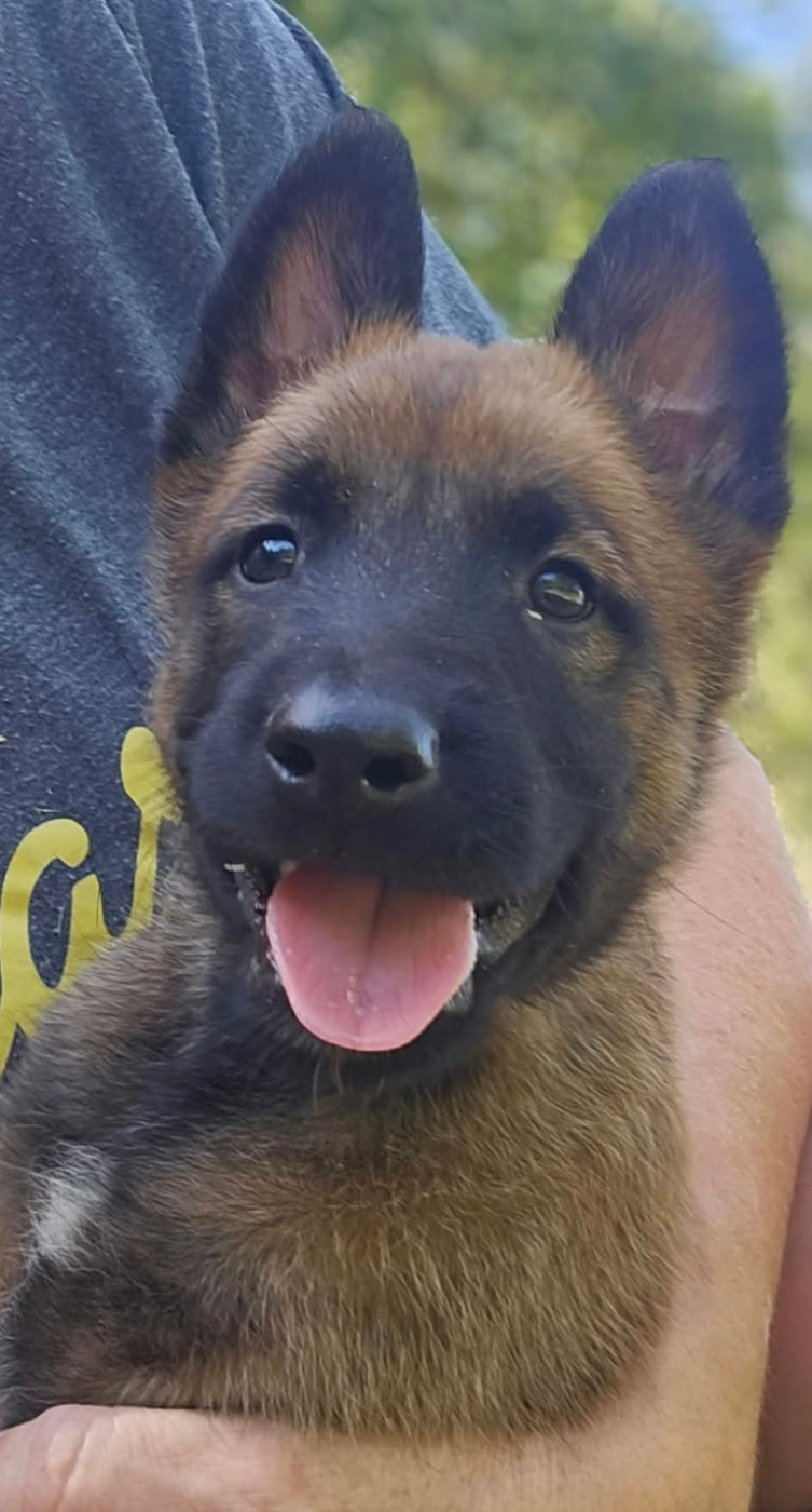 Des Bergers Des Sept Collines - Chiots disponibles - Berger Belge