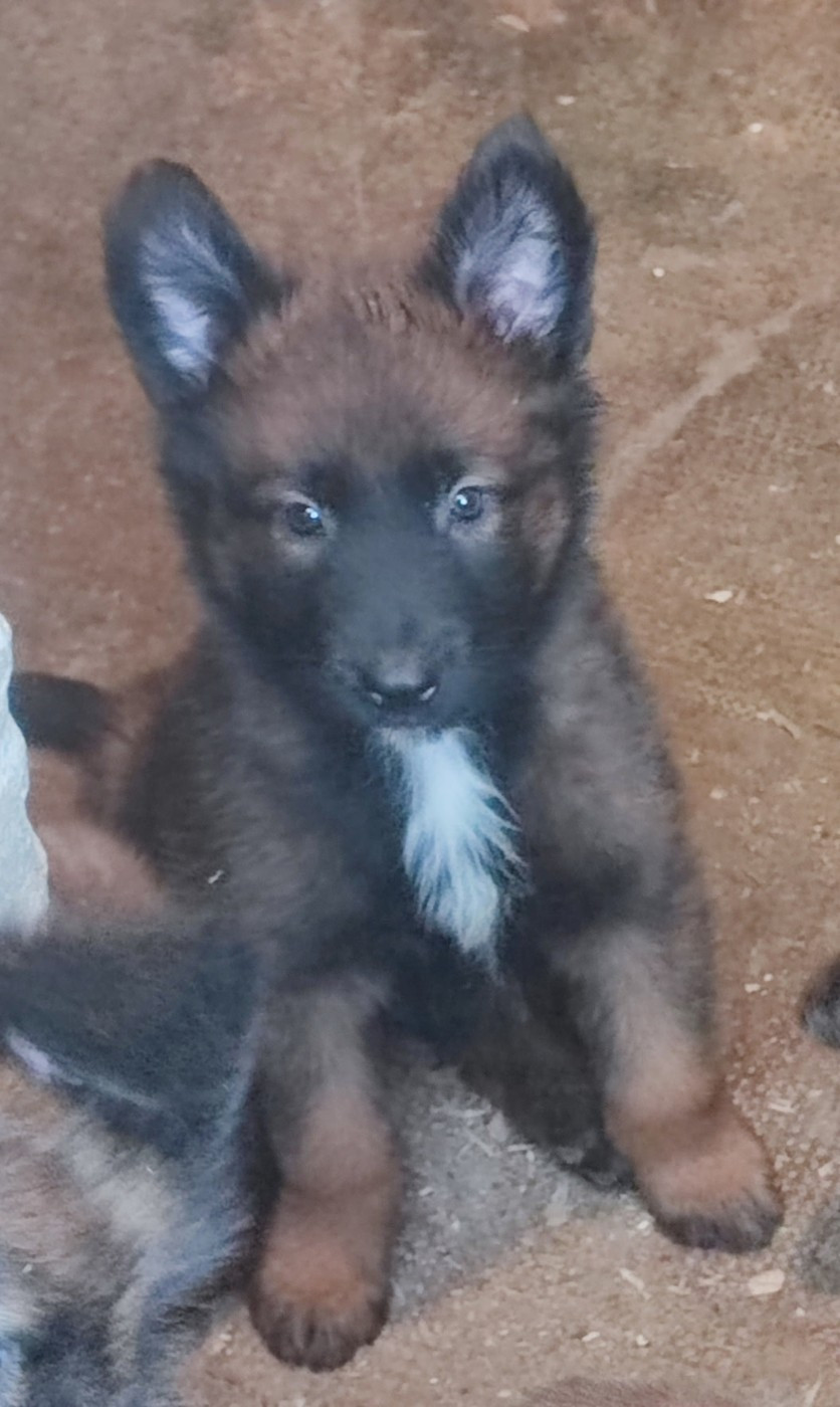 Des Bergers Des Sept Collines - Chiots disponibles - Berger Belge