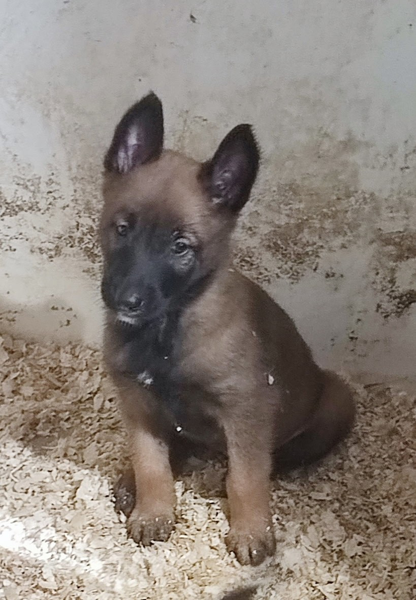 Des Bergers Des Sept Collines - Chiots disponibles - Berger Belge