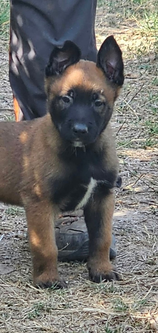 Des Bergers Des Sept Collines - Chiots disponibles - Berger Belge