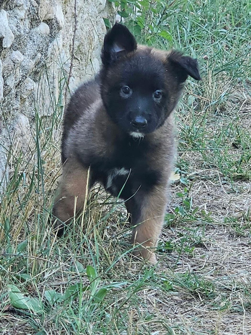 Des Bergers Des Sept Collines - Chiots disponibles - Berger Belge
