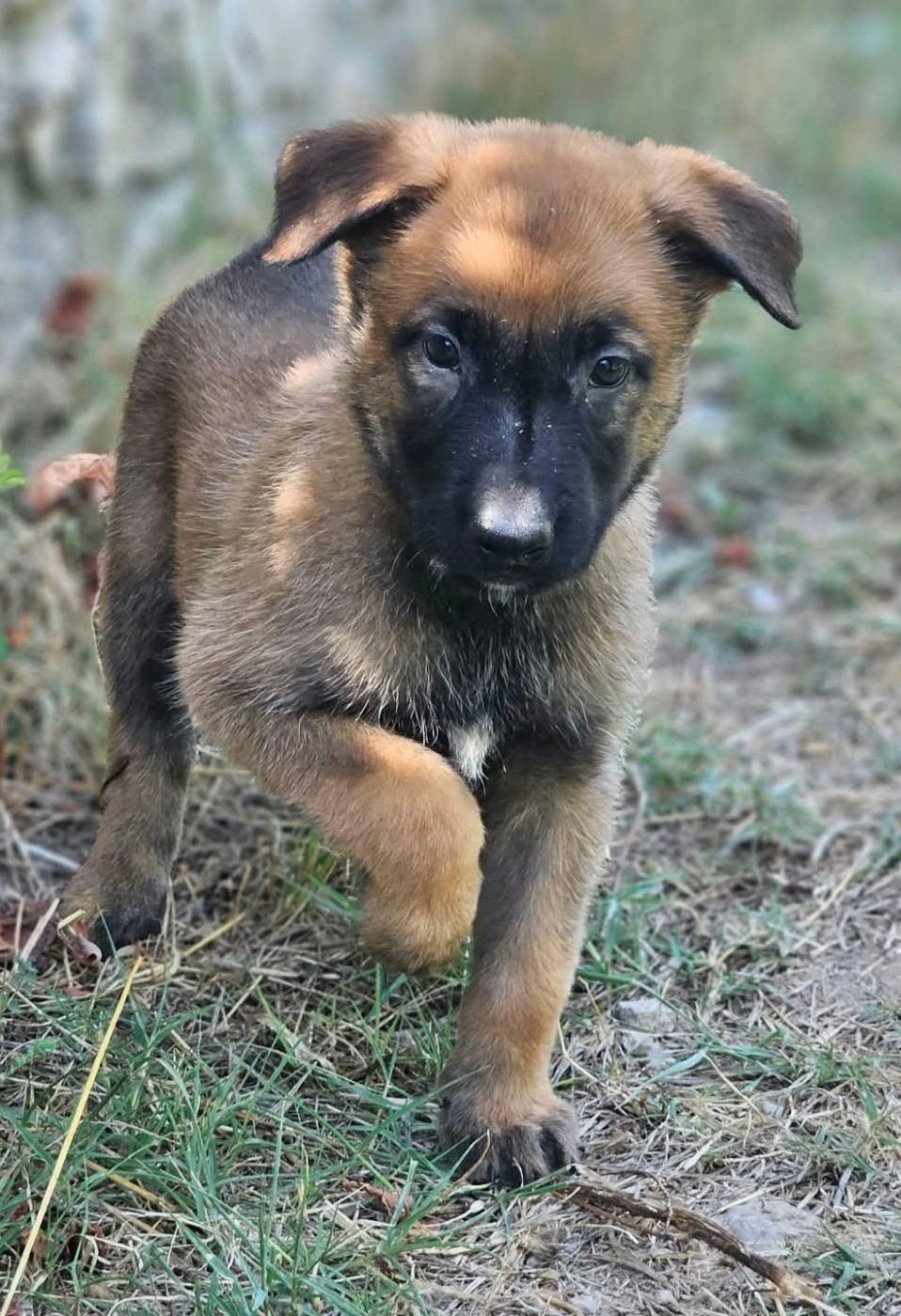 Des Bergers Des Sept Collines - Chiots disponibles - Berger Belge