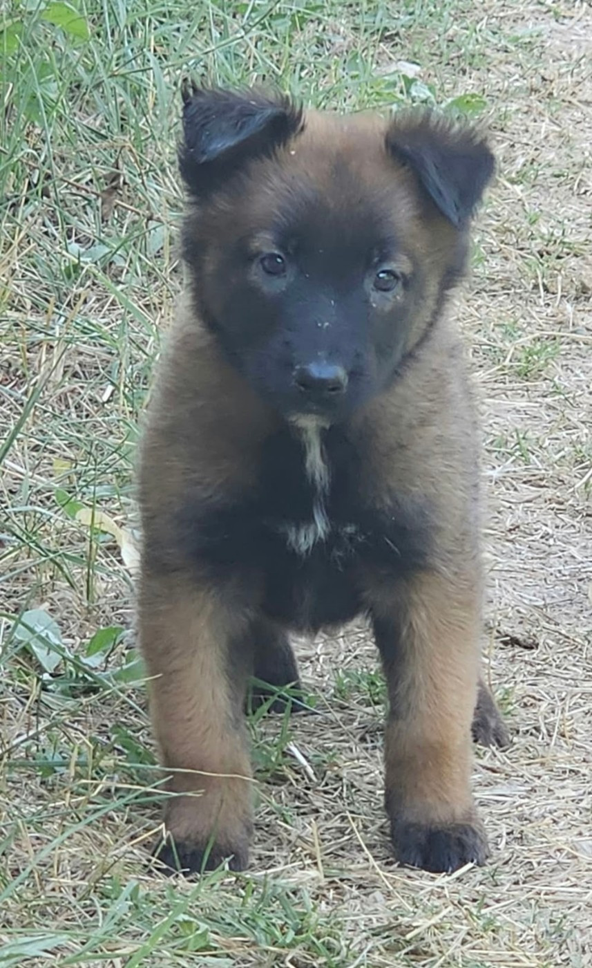 Des Bergers Des Sept Collines - Chiots disponibles - Berger Belge
