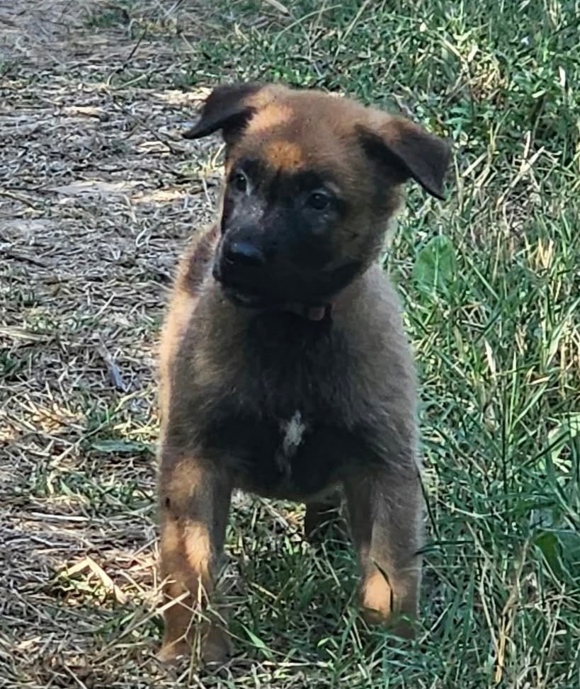 Des Bergers Des Sept Collines - Chiots disponibles - Berger Belge