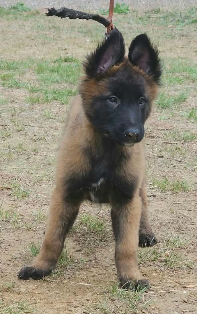Des Bergers Des Sept Collines - Chiots disponibles - Berger Belge