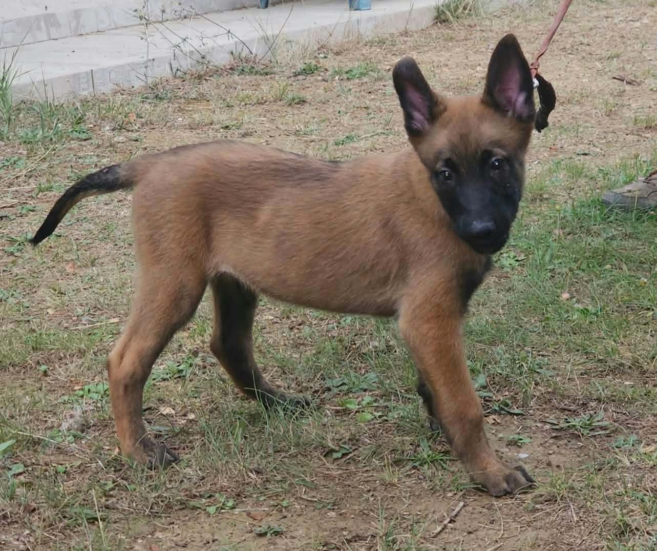 Des Bergers Des Sept Collines - Chiots disponibles - Berger Belge