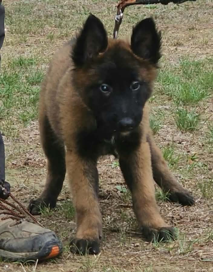 Des Bergers Des Sept Collines - Chiots disponibles - Berger Belge