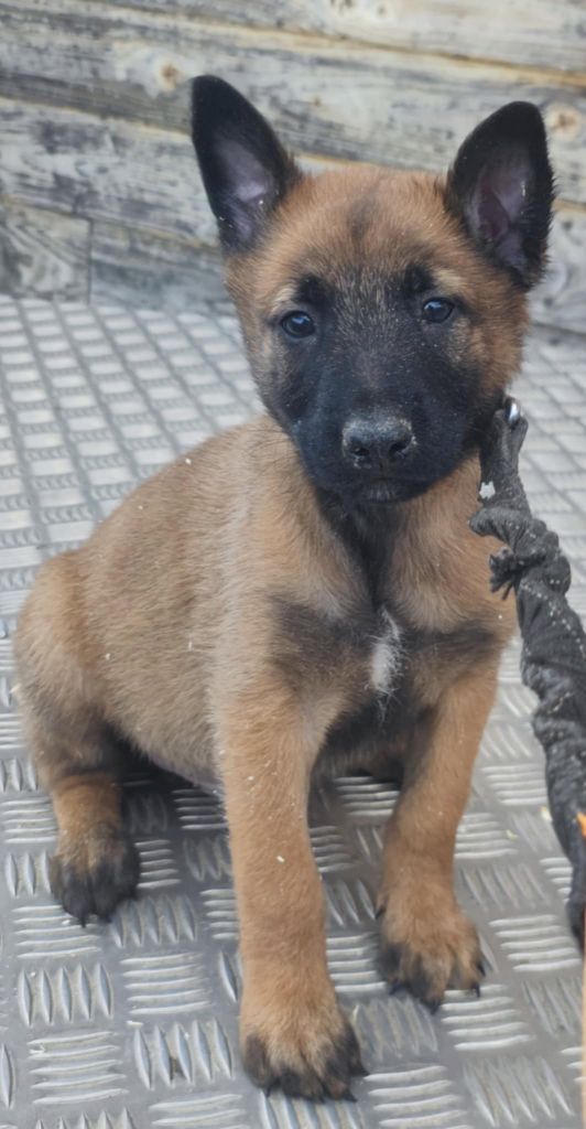 Des Bergers Des Sept Collines - Chiots disponibles - Berger Belge