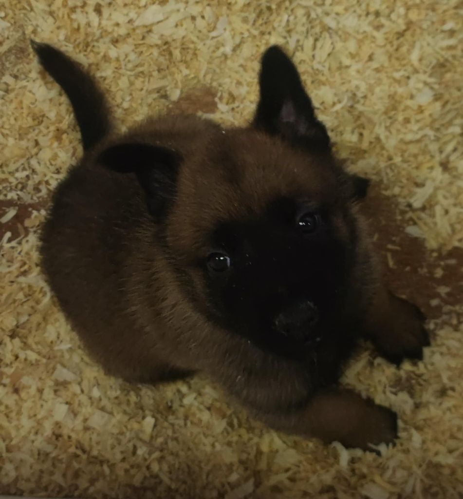 Des Bergers Des Sept Collines - Chiots disponibles - Berger Belge