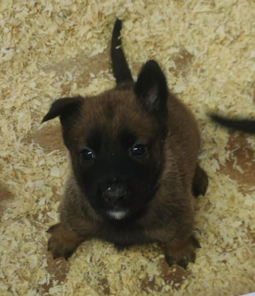 Des Bergers Des Sept Collines - Chiots disponibles - Berger Belge