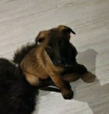 Tia