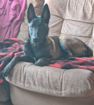 Thor