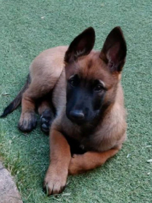 athena