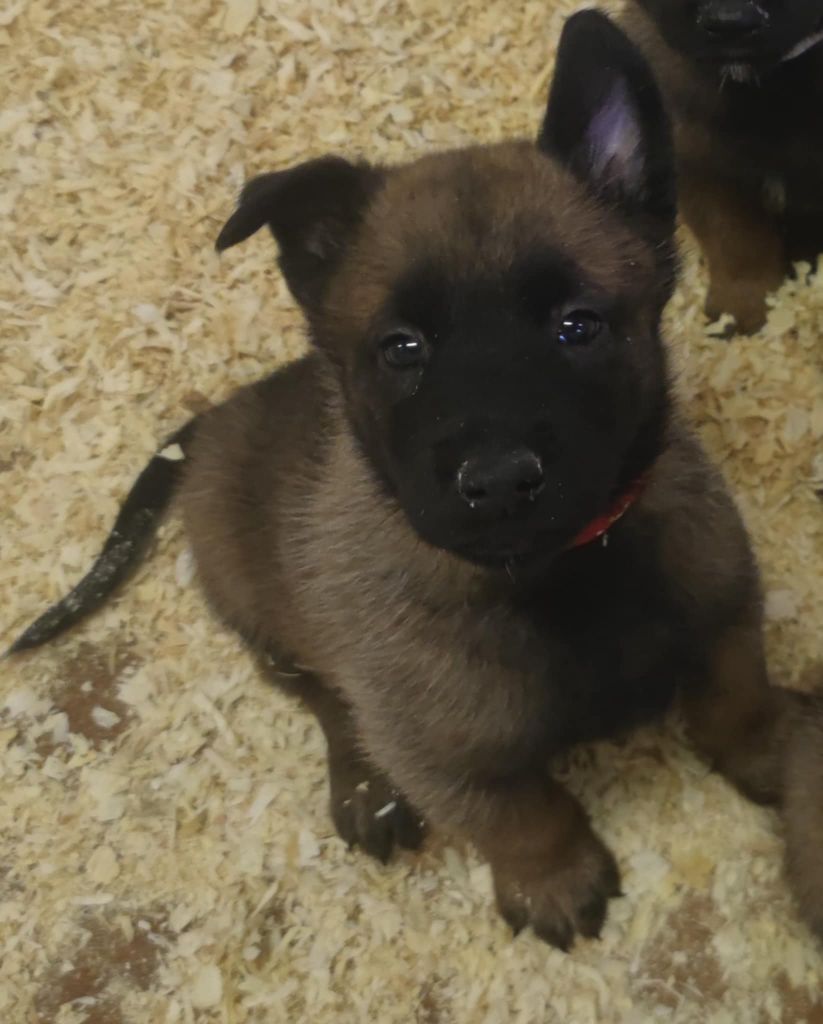 Des Bergers Des Sept Collines - Chiots disponibles - Berger Belge