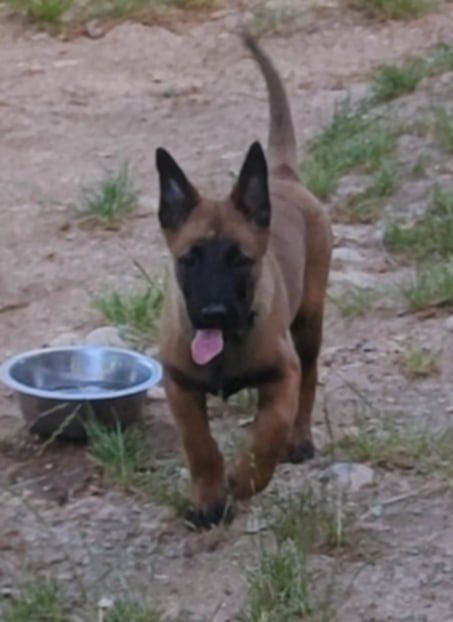Des Bergers Des Sept Collines - Chiots disponibles - Berger Belge